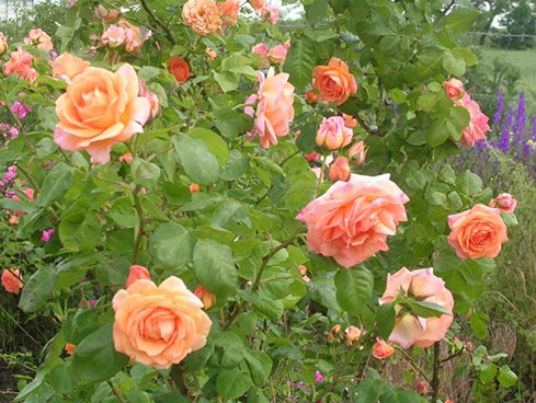 Sympatya futó rózsa jpg