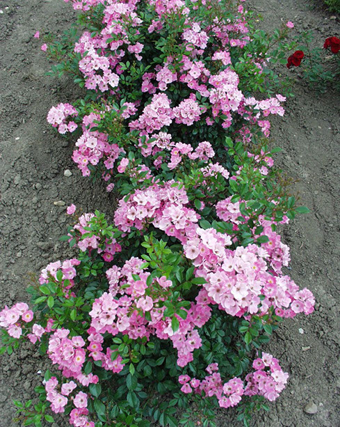 Sympatya futó rózsa jpg