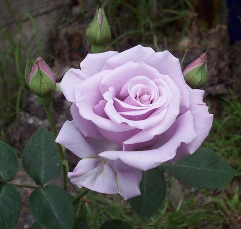 Sympatya futó rózsa jpg