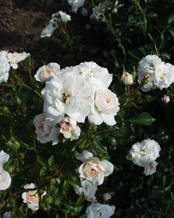 Sympatya futó rózsa jpg