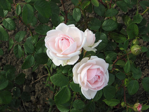 Sympatya futó rózsa jpg