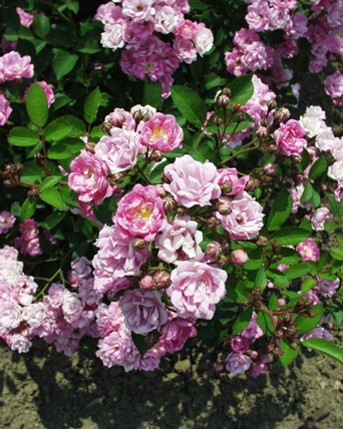 Sympatya futó rózsa jpg