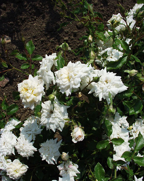 Sympatya futó rózsa jpg