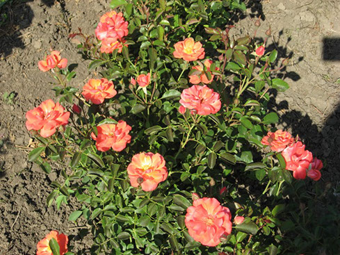 Sympatya futó rózsa jpg