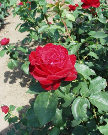 Sympatya futó rózsa jpg