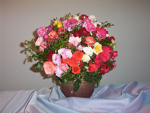 Sympatya futó rózsa jpg