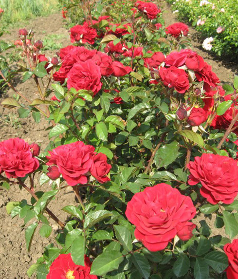 Sympatya futó rózsa jpg