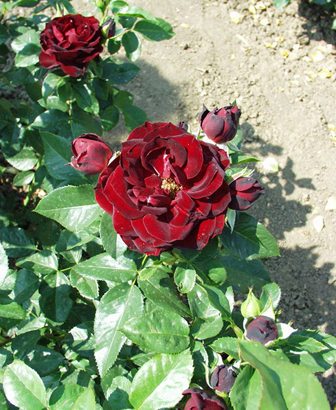 Sympatya futó rózsa jpg